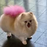 Taypan Han Style Groom — Dog and Cat Grooming