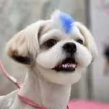 Taypan Han Style Groom — Dog and Cat Grooming