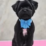 Taypan Han Style Groom — Dog and Cat Grooming